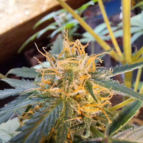 🍊 Tangie Auto  growlog timeline photo