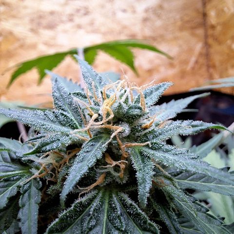 🍊 Tangie Auto  growlog timeline photo