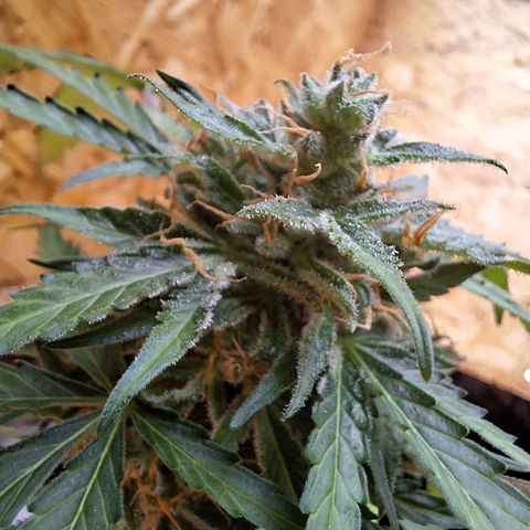 🍊 Tangie Auto  growlog timeline photo