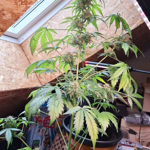 🍊 Tangie Auto  growlog timeline photo