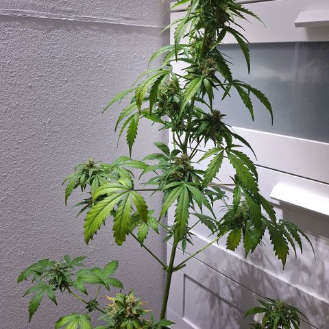 🍊 Tangie Auto  growlog timeline photo