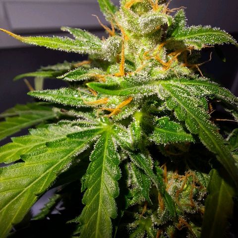 🍊 Tangie Auto  growlog timeline photo