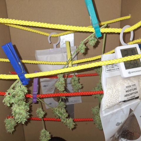 🍊 Tangie Auto  growlog timeline photo