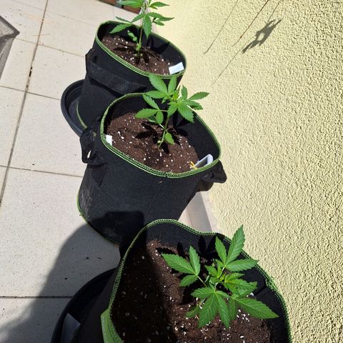 Sticky Orange XXL Automatic growlog timeline photo