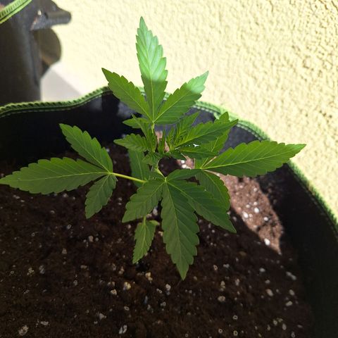 Sticky Orange XXL Automatic growlog timeline photo
