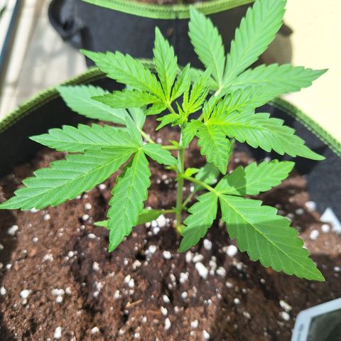Sticky Orange XXL Automatic growlog timeline photo
