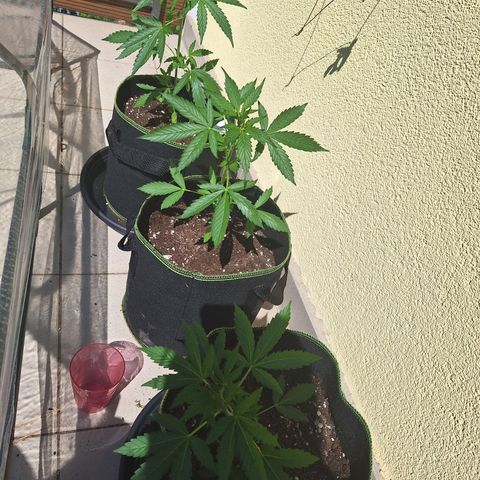 White Widow Automatic growlog timeline photo