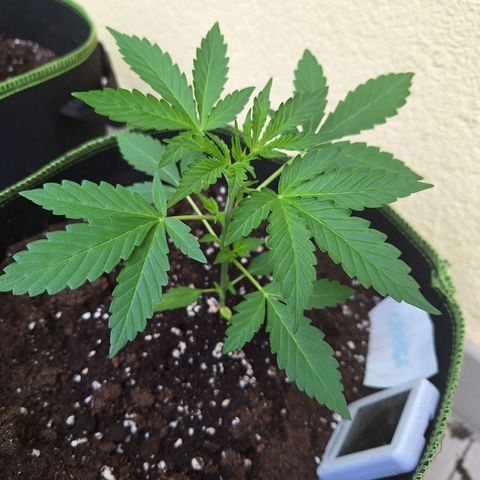 Sticky Orange XXL Automatic growlog timeline photo