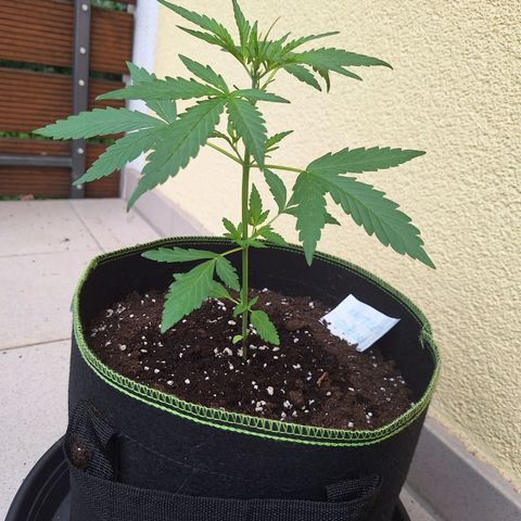 Auto Gorilla Zkittlez growlog timeline photo