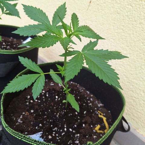 White Widow Automatic growlog timeline photo