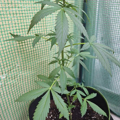 White Widow Automatic growlog timeline photo