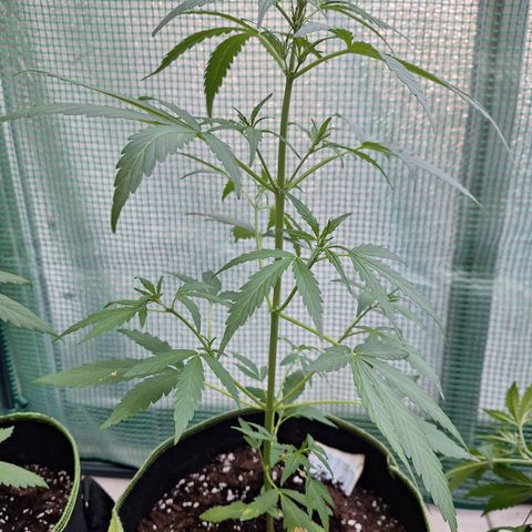 Auto Gorilla Zkittlez growlog timeline photo
