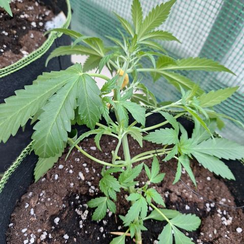 Sticky Orange XXL Automatic growlog timeline photo