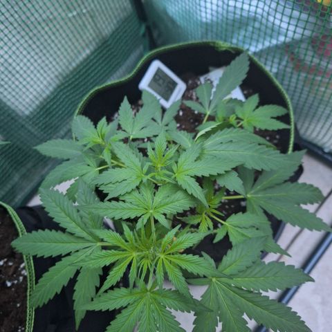 Sticky Orange XXL Automatic growlog timeline photo