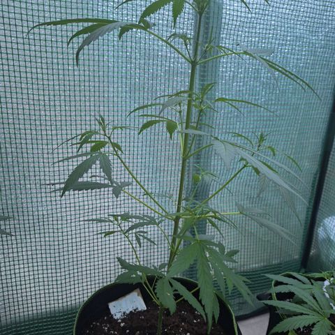 Auto Gorilla Zkittlez growlog timeline photo