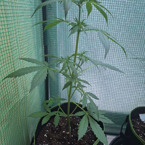 White Widow Automatic growlog timeline photo