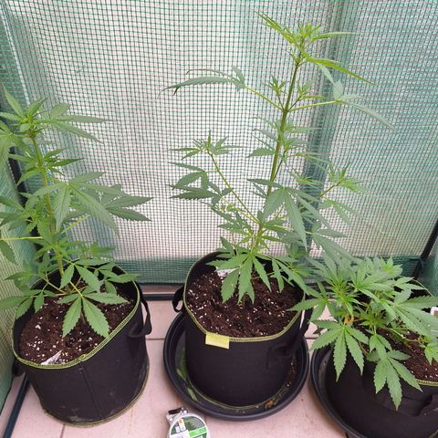 Sticky Orange XXL Automatic growlog timeline photo