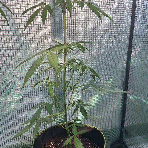 White Widow Automatic growlog timeline photo