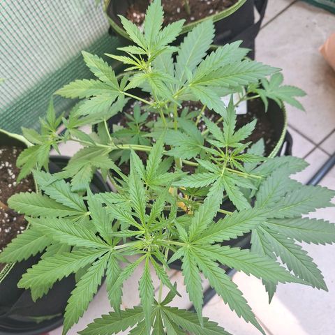 Sticky Orange XXL Automatic growlog timeline photo