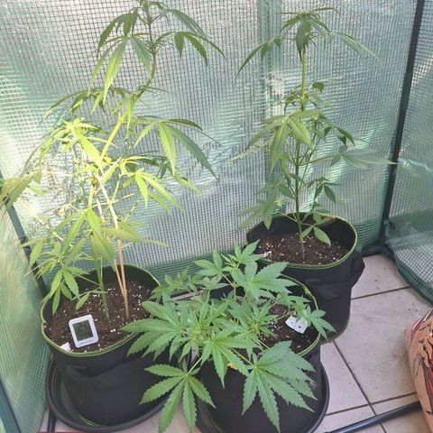 Sticky Orange XXL Automatic growlog timeline photo