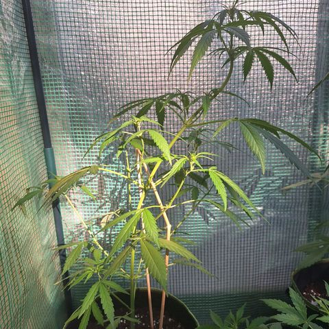 Auto Gorilla Zkittlez growlog timeline photo