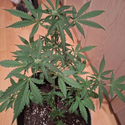 Sticky Orange XXL Automatic growlog timeline photo