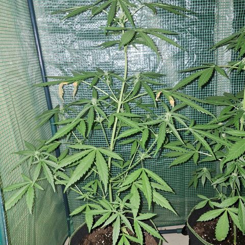 Auto Gorilla Zkittlez growlog timeline photo