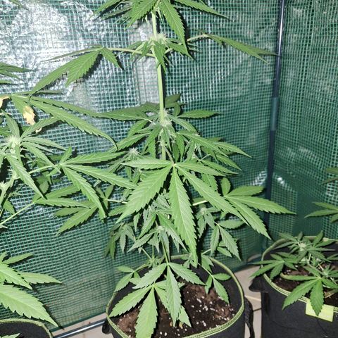 White Widow Automatic growlog timeline photo