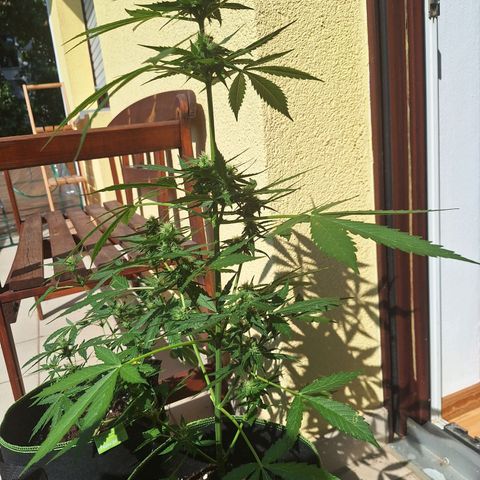 White Widow Automatic growlog timeline photo