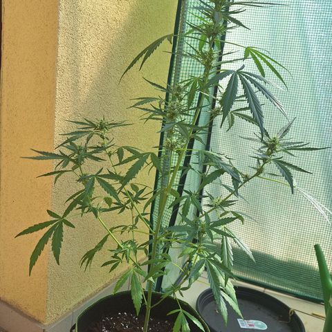 Auto Gorilla Zkittlez growlog timeline photo