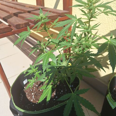 Sticky Orange XXL Automatic growlog timeline photo