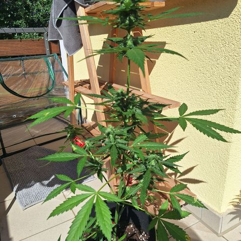 White Widow Automatic growlog timeline photo