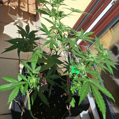Sticky Orange XXL Automatic growlog timeline photo