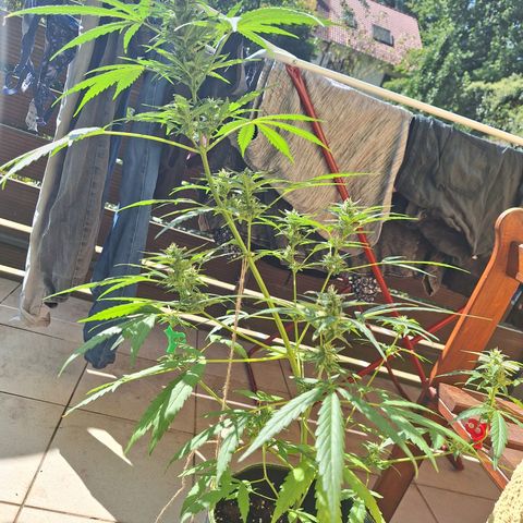 Auto Gorilla Zkittlez growlog timeline photo