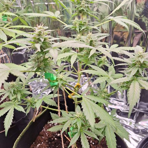Sticky Orange XXL Automatic growlog timeline photo