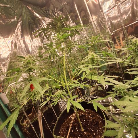 Auto Gorilla Zkittlez growlog timeline photo