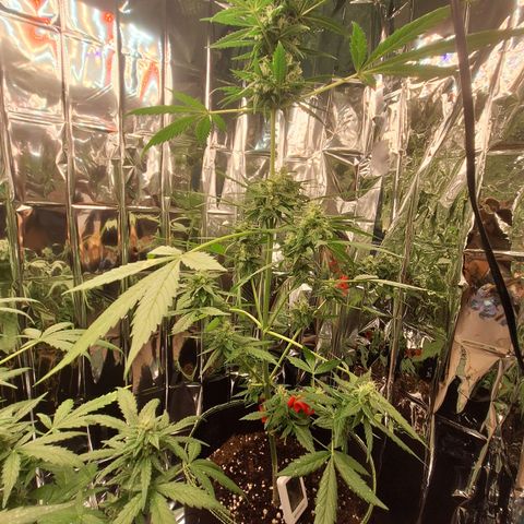 White Widow Automatic growlog timeline photo