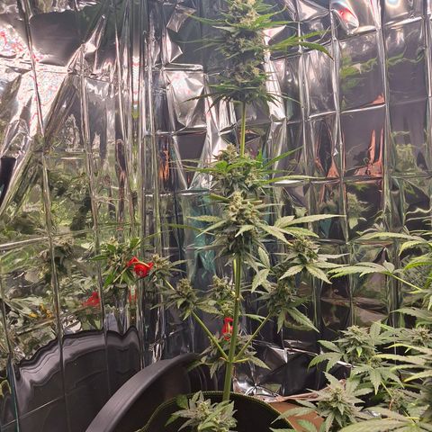 White Widow Automatic growlog timeline photo