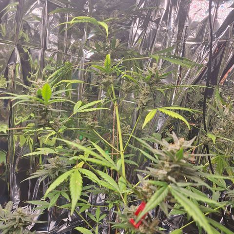 Auto Gorilla Zkittlez growlog timeline photo
