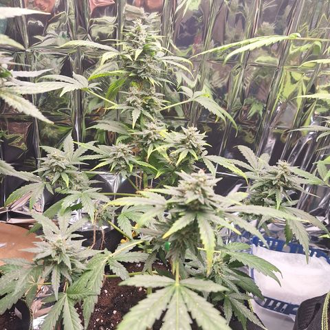 Sticky Orange XXL Automatic growlog timeline photo