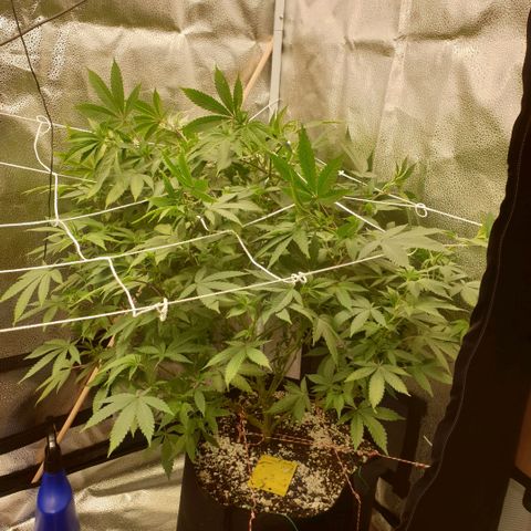 Zkittele Wood growlog timeline photo