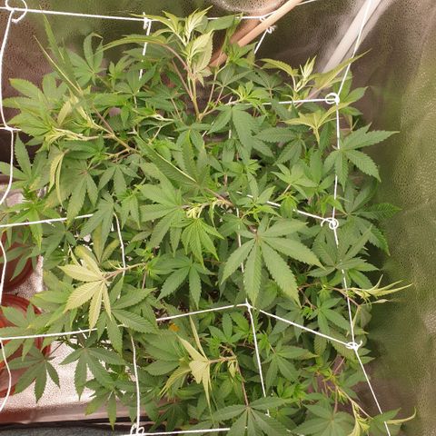 Zkittele Wood growlog photo: Trainiert