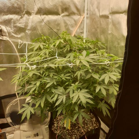 Zkittele Wood growlog timeline photo