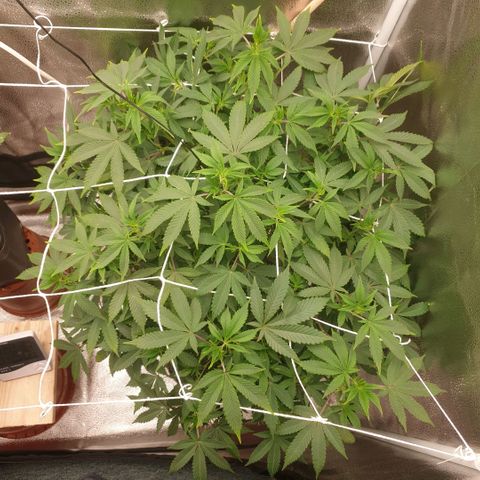 Zkittele Wood growlog timeline photo