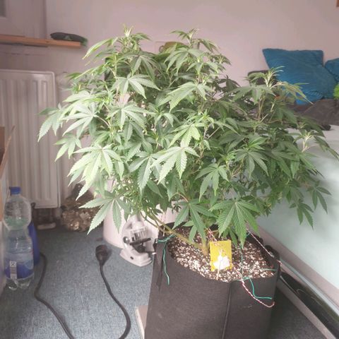 Zkittele Wood growlog timeline photo