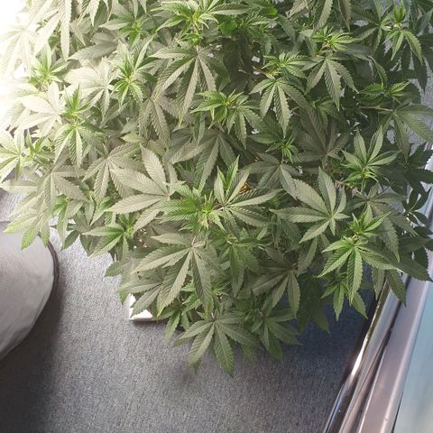 Zkittele Wood growlog timeline photo