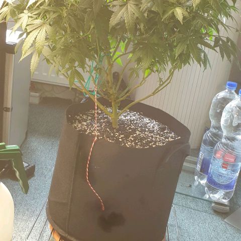 Zkittele Wood growlog timeline photo
