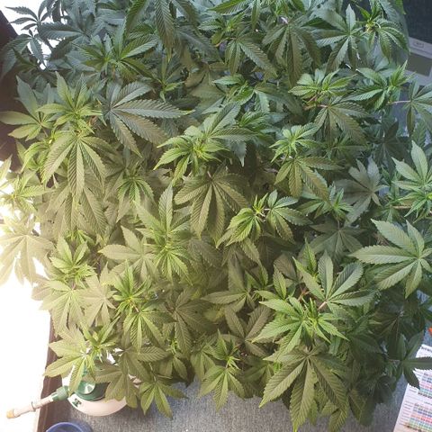 Zkittele Wood growlog timeline photo