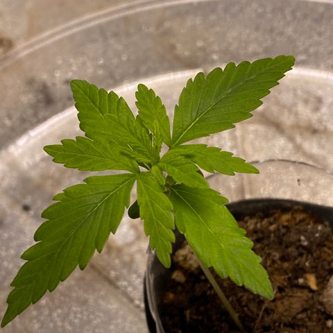 Unknown strain growlog timeline photo