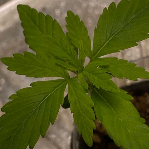 Unknown strain growlog timeline photo